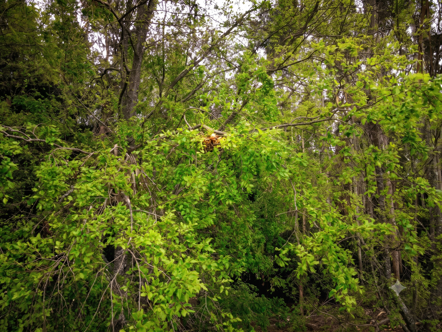 Naturaleza Nativa