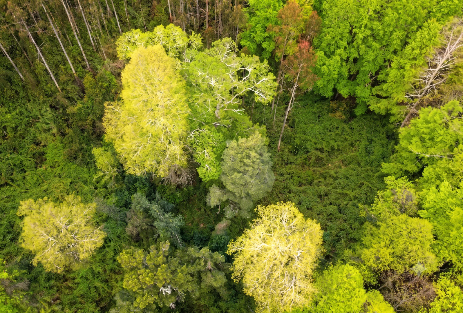 Sendero y Bosque
